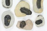 Lot: Assorted Devonian Trilobites - Pieces #80639-1